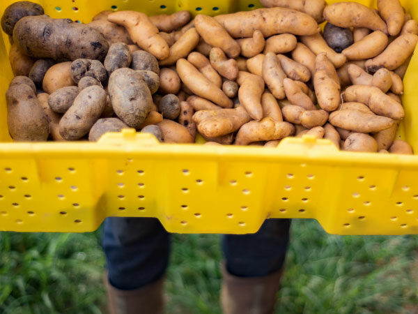potatoes in a yellow bin